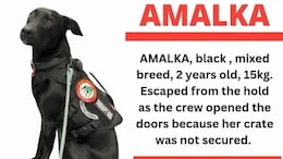 Paris Airport Shuts Runways In Search For Pet Dog On The Run For A Week