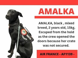Paris Airport Shuts Runways In Search For Pet Dog On The Run For A Week Paris Airport Shuts Runways In Search For Pet Dog On The Run For A Week