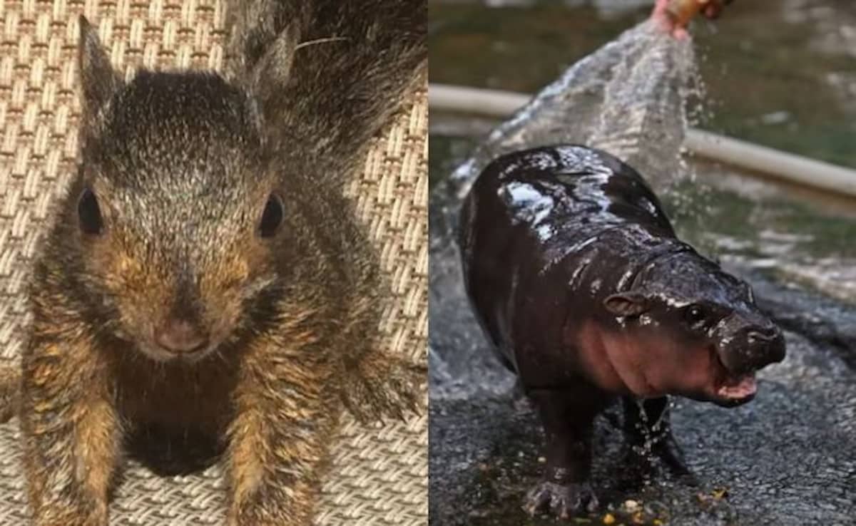 From Peanut To Moo Deng, A Look At Favourite Celebrity Animals