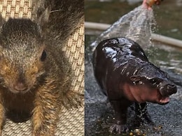 From Peanut To Moo Deng, A Look At Internet's Favourite Celebrity Animals