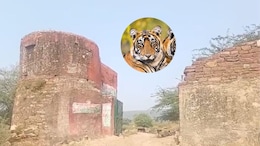 मुकुंदरा टाइगर रिजर्व, ना इंसानों के काम का रहा ना बाघ ही बस पाए, एक्सपर्ट ने बताया- कहां हुई चूक
