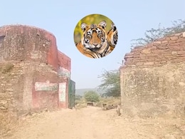 मुकुंदरा टाइगर रिजर्व, ना इंसानों के काम का रहा ना बाघ ही बस पाए, एक्सपर्ट ने बताया- कहां हुई चूक