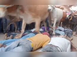 MP: अनोखी परंपरा! मन्नत मांगने वालों को रौंदते हुए निकला गायों का झुंड,फिर हुआ ऐसा कि देखते ही रह गए लोग 