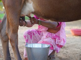 India's Milk Production Increases In 2024, Despite Dip In Buffalo Output India's Milk Production Increases In 2024, Despite Dip In Buffalo Output