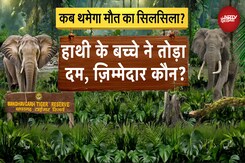 Madhya Pradesh: इलाज के दौरान हाथी के बच्चे ने तोड़ा दम, अफ़सरों में मचा हड़कंप, ज़िम्मेदार कौन? Madhya Pradesh: इलाज के दौरान हाथी के बच्चे ने तोड़ा दम, अफ़सरों में मचा हड़कंप, ज़िम्मेदार कौन?