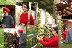 Delhi Couple's Sustainable Home: 15,000 Plants, Aquaponics, and Innovative Techniques for Clean Air Delhi Couple's Sustainable Home: 15,000 Plants, Aquaponics, and Innovative Techniques for Clean Air