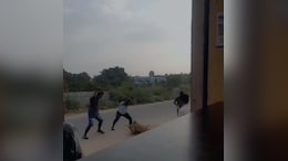 3 Street Dogs, Including One Pregnant, Brutally Thrashed To Death In Telangana