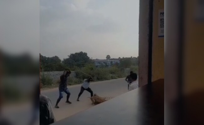 3 Street Dogs, Including One Pregnant, Brutally Thrashed To Death In Telangana
