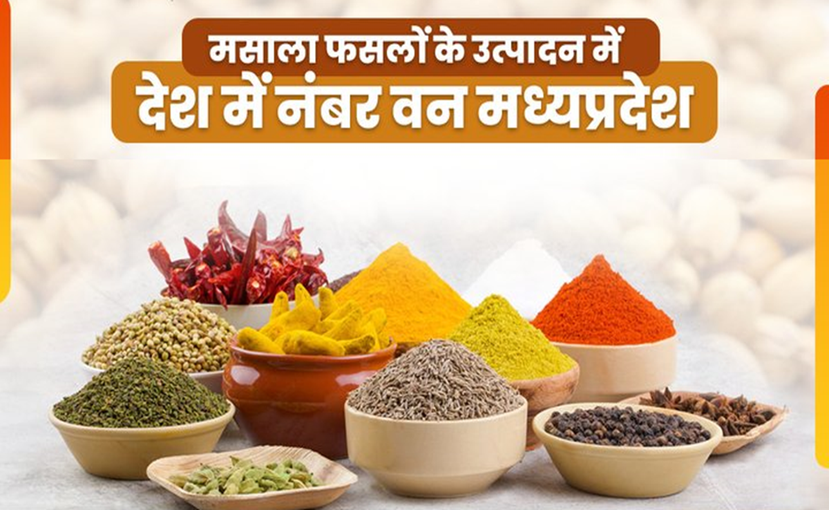 MP बना मसाला स्टेट, किसानों ने रिकॉर्ड तोड़ा, मसाला फसलों के उत्पादन में देश में पहले स्थान पर मध्य प्रदेश