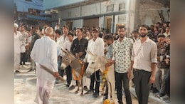Rajasthan News: भाई दूज पर भीलवाड़ा में अनूठी परंपरा, यहां गधों की होती है पूजा