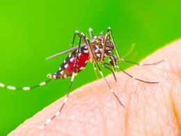 मलेरिया के खिलाफ सुरक्षा प्रदान करती है नई वैक्सीन, स्टडी में खुलासा मलेरिया के खिलाफ सुरक्षा प्रदान करती है नई वैक्सीन, स्टडी में खुलासा