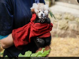 Baby Red Panda Dies Due To "Stress Caused By Fireworks": Edinburgh Zoo Baby Red Panda Dies Due To "Stress Caused By Fireworks": Edinburgh Zoo