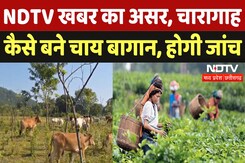 छत्तीसगढ़ के जशपुर में NDTV खबर का असर, 'चारागाह' कैसे बने चाय बागान, मामले की अब होगी जांच छत्तीसगढ़ के जशपुर में NDTV खबर का असर, 'चारागाह' कैसे बने चाय बागान, मामले की अब होगी जांच
