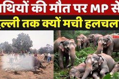 Bandhavgarh Tiger Reserve: हाथियों की मौत पर कांग्रेस को क्यों याद आए गणपति? | Bandhavgarh Tiger Reserve: हाथियों की मौत पर कांग्रेस को क्यों याद आए गणपति? |