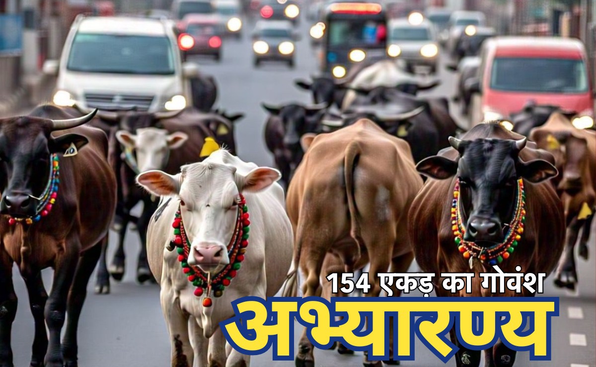 Cow Sanctuary: गौवंशों के लिए CG में बनेगा 154 एकड़ में अभ्यारण्य, नवंबर तक पूर्ण करने का लक्ष्य
