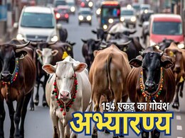 Cow Sanctuary: गौवंशों के लिए CG में बनेगा 154 एकड़ में अभ्यारण्य, नवंबर तक पूर्ण करने का लक्ष्य Cow Sanctuary: गौवंशों के लिए CG में बनेगा 154 एकड़ में अभ्यारण्य, नवंबर तक पूर्ण करने का लक्ष्य