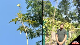 Bhopal Special Farmer: भिंडी तोड़ने के लिए लगानी पड़ती है सीढ़ी, भोपाल में इस किसान ने उगाया 18 फीट ऊंचा पेड़