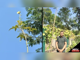 Bhopal Special Farmer: भिंडी तोड़ने के लिए लगानी पड़ती है सीढ़ी, भोपाल में इस किसान ने उगाया 18 फीट ऊंचा पेड़