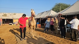 पुष्कर अंतरराष्ट्रीय पशु मेला: जानें अब कैसे लाए जाते हैं सैकड़ों किलोमीटर की पैदल यात्रा तय करने वाले ये घोड़े?
