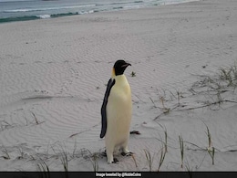 Emperor Penguin That Swam From Antarctica To Australia Released Back Into Ocean Emperor Penguin That Swam From Antarctica To Australia Released Back Into Ocean