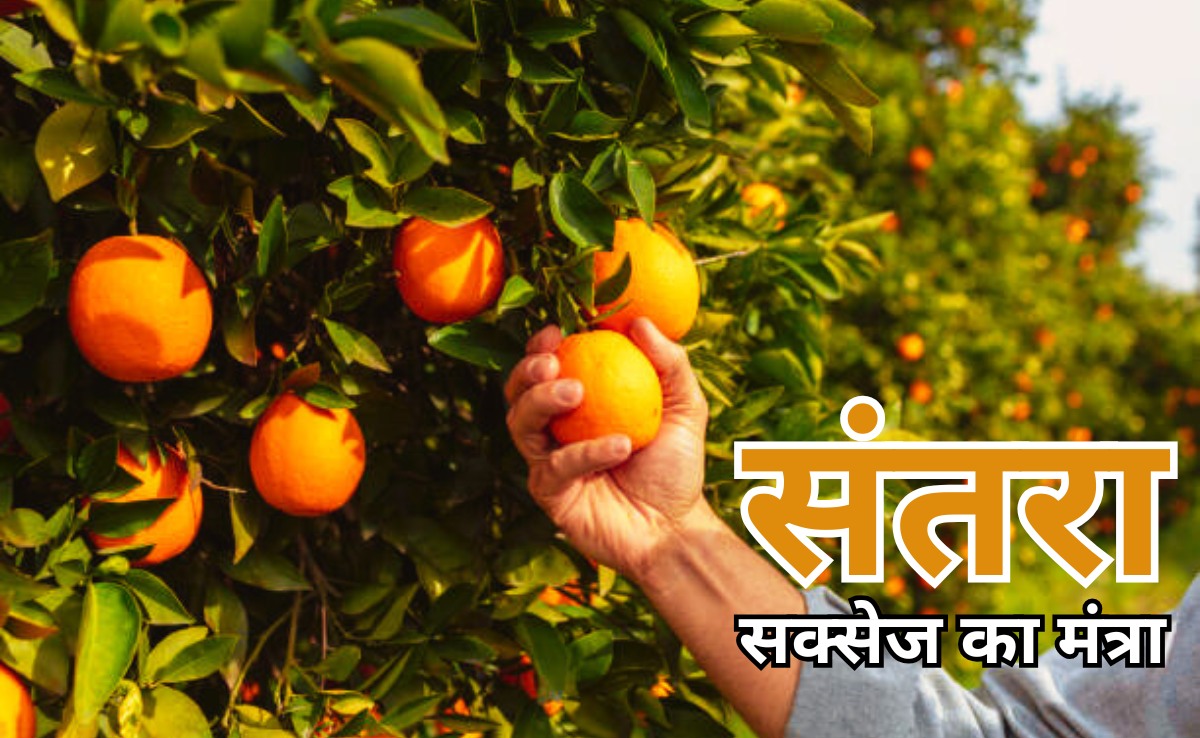 Orange Farming: मध्य प्रदेश में संतरे की खेती के लिए व्यापक योजना तैयार, स्टडी टूर पर नागपुर भेजे जाएंगे किसान