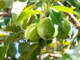 खाली पेट चबा लें अमरूद के पत्ते, फिर देखें जादू खाली पेट चबा लें अमरूद के पत्ते, फिर देखें जादू