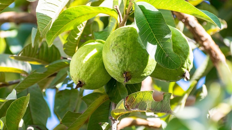खाली पेट चबा लें अमरूद के पत्ते, फिर देखें जादू खाली पेट चबा लें अमरूद के पत्ते, फिर देखें जादू
