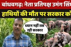 Bandhavgarh Elephants Death: 'गणेश जी के स्वरुप हाथियों का ध्यान नहीं रख रही सरकार'- Umang Singhar Bandhavgarh Elephants Death: 'गणेश जी के स्वरुप हाथियों का ध्यान नहीं रख रही सरकार'- Umang Singhar