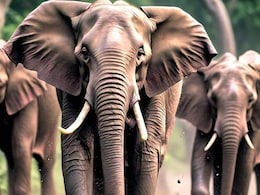 Elephants Terror: खलिहान में सो रहे दंपत्ति पर हाथियों का हमला, दोनों की मौत, गांव में दहशत का माहौल