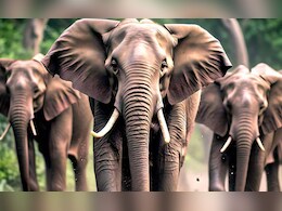 Elephants Attack: बीटीआर के बाहर जंगली हाथियों का आतंक, बुजुर्ग को कुचलकर मार डाला Elephants Attack: बीटीआर के बाहर जंगली हाथियों का आतंक, बुजुर्ग को कुचलकर मार डाला