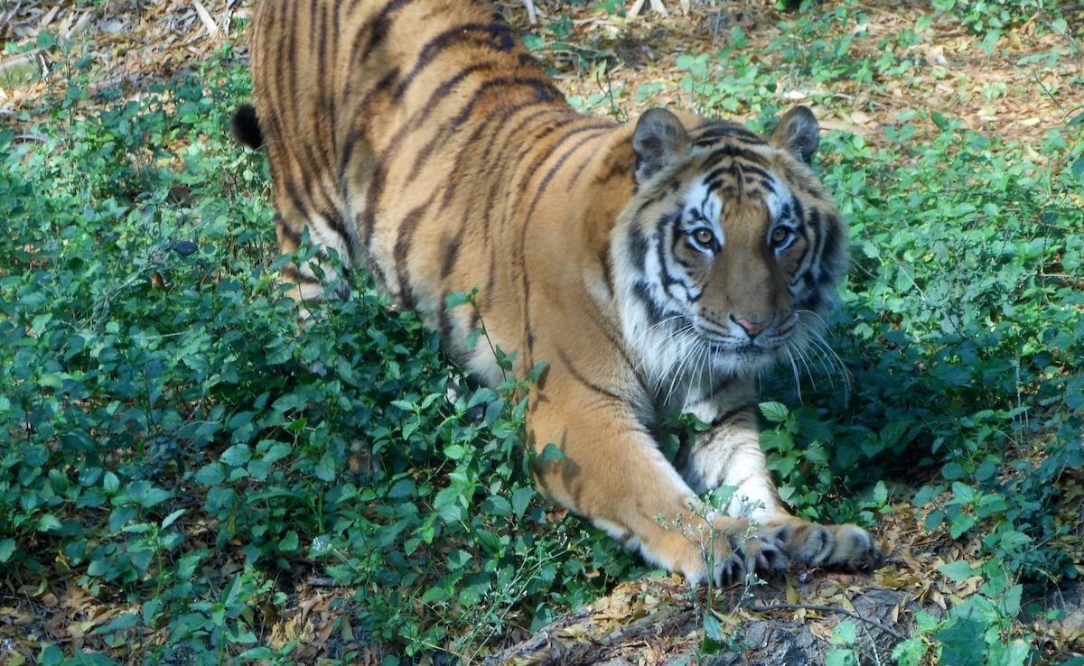 Kanpur Zoo’s Star Attraction, A Tiger That Once Killed 9 People, Dies At 19 Kanpur Zoo’s Star Attraction, A Tiger That Once Killed 9 People, Dies At 19