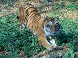 Kanpur Zoo's Star Attraction, A Tiger That Once Killed 9 People, Dies At 19 Kanpur Zoo's Star Attraction, A Tiger That Once Killed 9 People, Dies At 19