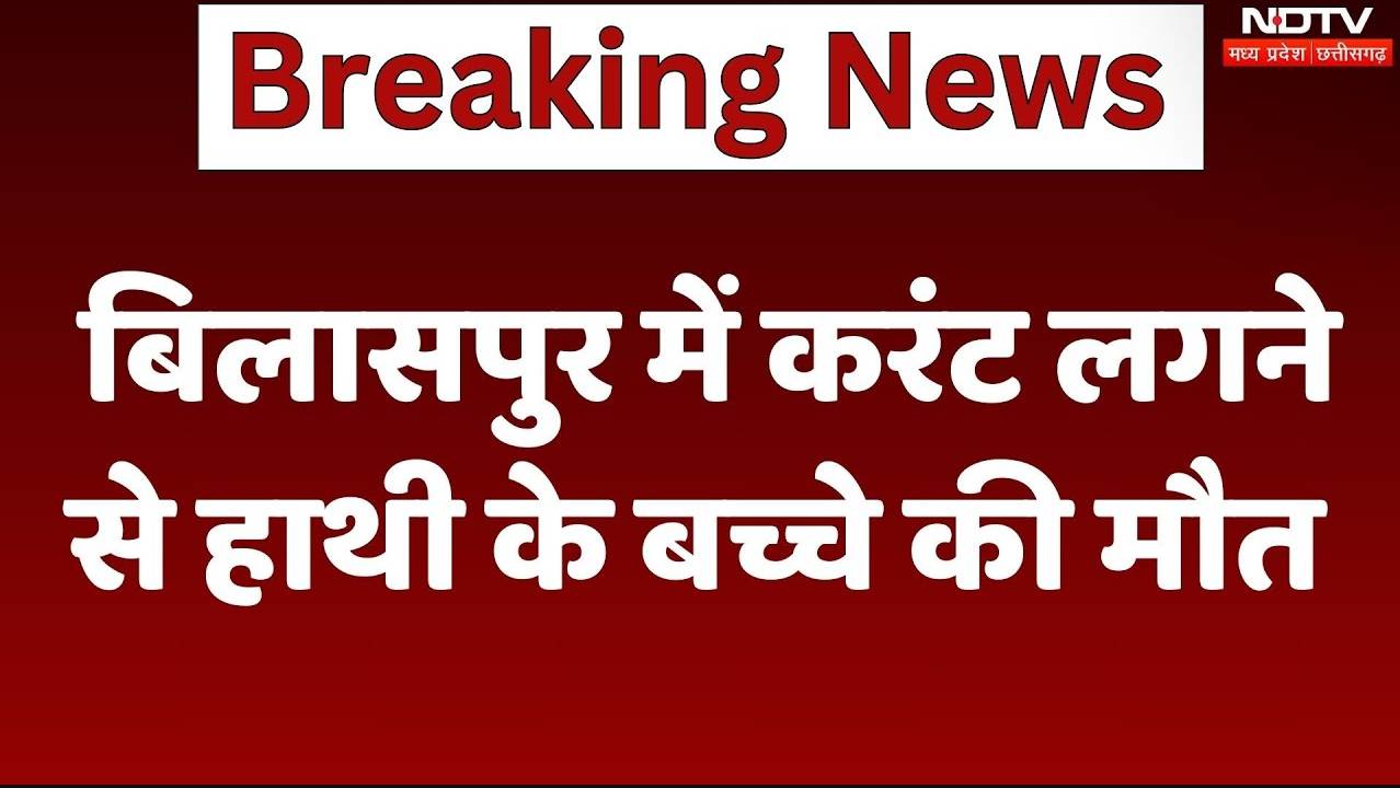 बिलासपुर में करंट लगने से हाथी के बच्चे की मौत, जांच में जुटी पुलिस