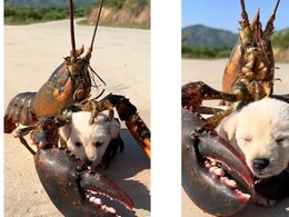 कुत्ते के बच्चे को केकड़े के साथ इस हालत में देख भौचक्के रह गए लोग, बोले- भाई ये प्यार है या शिकार कुत्ते के बच्चे को केकड़े के साथ इस हालत में देख भौचक्के रह गए लोग, बोले- भाई ये प्यार है या शिकार