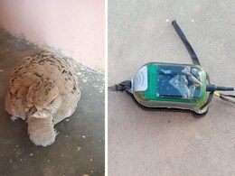 भारत-पाक बॉर्डर के पास दुर्लभ पक्षी के शरीर पर इलेक्ट्रॉनिक डिवाइस मिलने से हड़कंप, सुरक्षा एजेंसियां सतर्क भारत-पाक बॉर्डर के पास दुर्लभ पक्षी के शरीर पर इलेक्ट्रॉनिक डिवाइस मिलने से हड़कंप, सुरक्षा एजेंसियां सतर्क