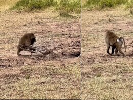 नदी किनारे जा रहे बंदर पर अचानक मगरमच्छ ने कर दिया अटैक, जबड़े में दबोचकर पानी में घसीटा, आगे जो हुआ... नदी किनारे जा रहे बंदर पर अचानक मगरमच्छ ने कर दिया अटैक, जबड़े में दबोचकर पानी में घसीटा, आगे जो हुआ...