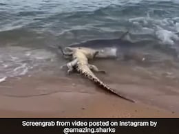 This Video Of Shark Feasting On Crocodile Is Not For Faint-Hearted This Video Of Shark Feasting On Crocodile Is Not For Faint-Hearted