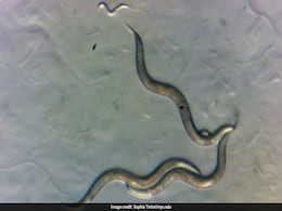 Tiny Worms Living In Chernobyl Can Offer DNA Repair Mechanism For Humans: Study Tiny Worms Living In Chernobyl Can Offer DNA Repair Mechanism For Humans: Study