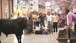 लापरवाही की वजह से रेलवे परिसर में चली गई मासूम की जान, आवारा सांड ने पैरों से कुचला