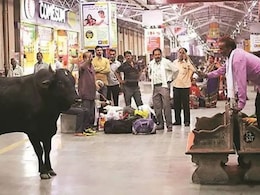 लापरवाही की वजह से रेलवे परिसर में चली गई मासूम की जान, आवारा सांड ने पैरों से कुचला