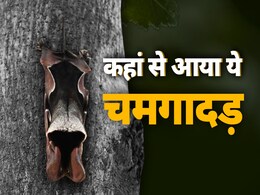 दिल्ली के एक पार्क में मिला दुर्लभ चमगादड़, दुनिया में केवल इन जगहों पर यह पाई जाती है यह प्रजाति दिल्ली के एक पार्क में मिला दुर्लभ चमगादड़, दुनिया में केवल इन जगहों पर यह पाई जाती है यह प्रजाति
