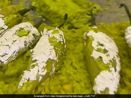 शादी के खाने में गेस्ट को सर्व किया गया 'मिर्च का हलवा', देखकर मेहमानों का चकराया सिर, Video देख पूछा- मीठा है या तीखा? शादी के खाने में गेस्ट को सर्व किया गया 'मिर्च का हलवा', देखकर मेहमानों का चकराया सिर, Video देख पूछा- मीठा है या तीखा?