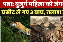 Panna Panther Attack News: बुजुर्ग महिला पर तीन बाघों ने किया हमला, घसीट ले गए जंगल, तलाश जारी Panna Panther Attack News: बुजुर्ग महिला पर तीन बाघों ने किया हमला, घसीट ले गए जंगल, तलाश जारी