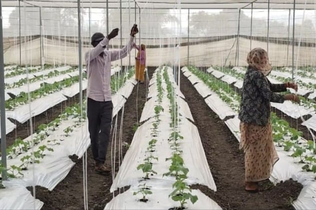 किसान कालू सिंह के खेत किसान कालू सिंह के खेत