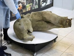 Young Mammoth's Over 50,000-Year-Old Remains Found Nearly Intact In Siberia Young Mammoth's Over 50,000-Year-Old Remains Found Nearly Intact In Siberia