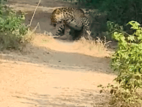 Bhilwara News: भीलवाड़ा में पैंथर की मूवमेंट से दहशत में ग्रामीण, फंदा लगाकर किया ट्रैप