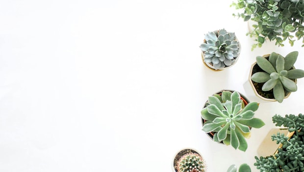 Transform Your Home Into A Lush Oasis