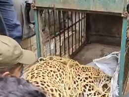 Watch: अलवर में शहर के बीचों बीच दौड़ने लगा तेंदुआ, जान बचाकर भागते नजर आए लोग