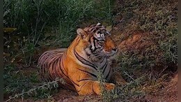 CG: कोरिया, MCB सहित इन जिलों के जंगल में बाघ का आतंक, वन विभाग ने जारी किया अलर्ट&nbsp;