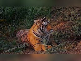 CG: कोरिया, MCB सहित इन जिलों के जंगल में बाघ का आतंक, वन विभाग ने जारी किया अलर्ट  CG: कोरिया, MCB सहित इन जिलों के जंगल में बाघ का आतंक, वन विभाग ने जारी किया अलर्ट